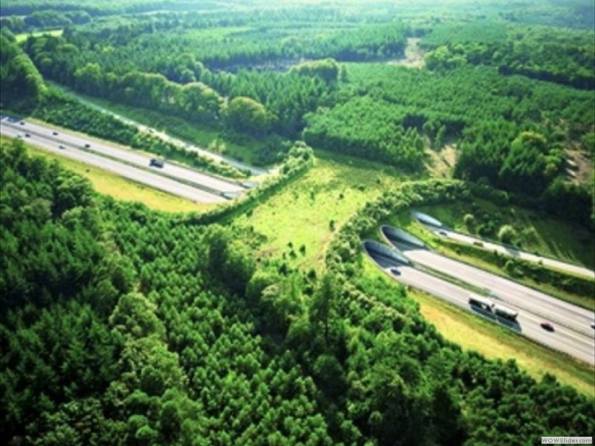 Netherlands wildlife crossing